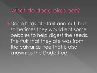 What do dodo birds eat?