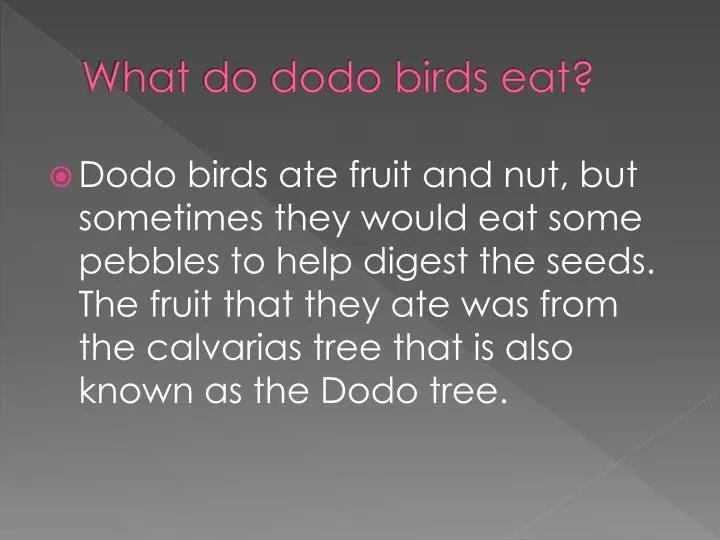 what do dodo birds eat