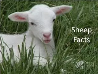 Sheep Facts