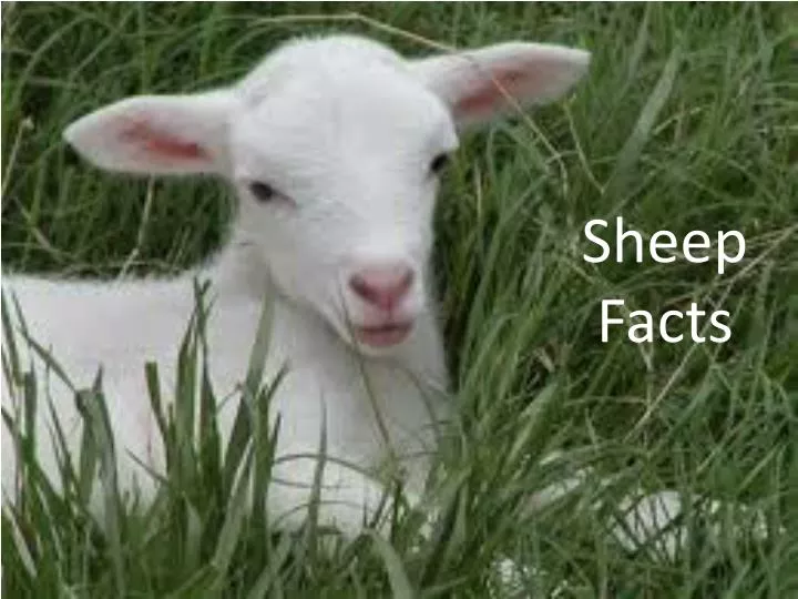 sheep facts
