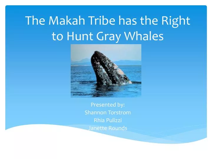 the makah tribe has the right to hunt gray whales