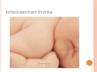 integumentary system