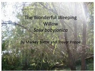 The Wonderful Weeping Willow Salix babylonica By Markey Battle and Trevor Poppe