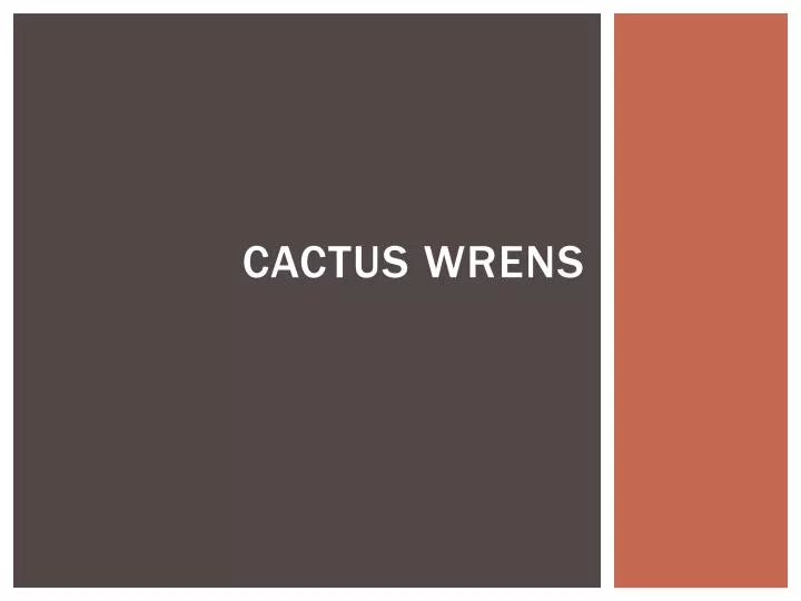 cactus wrens