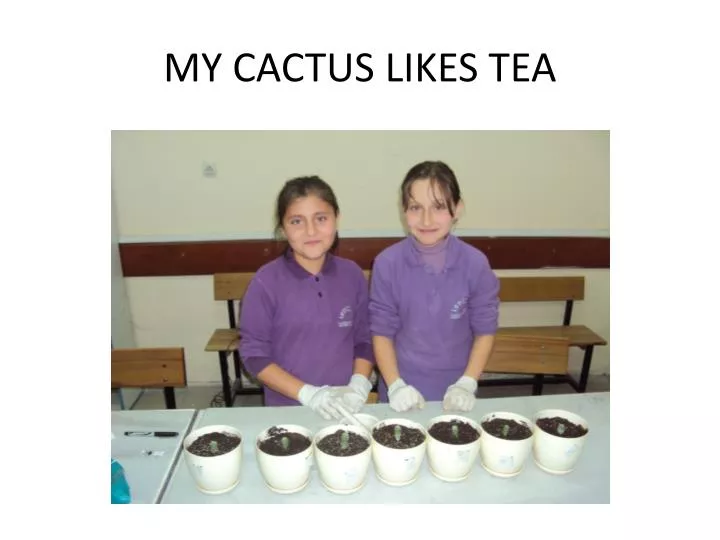 my cactus likes tea
