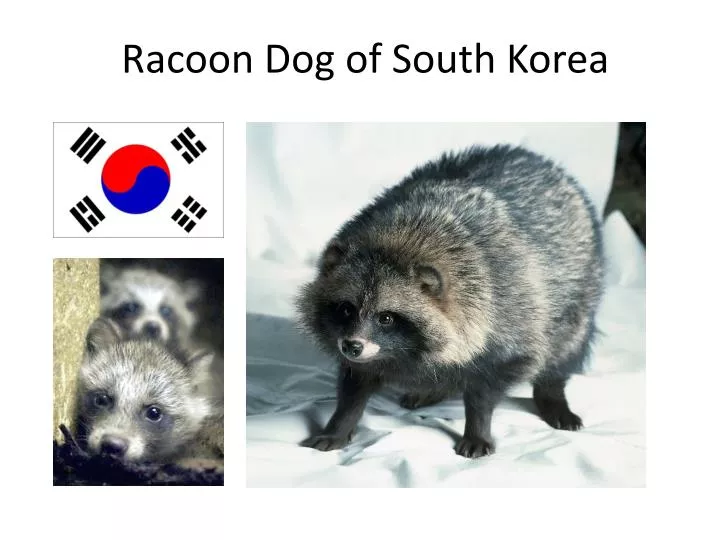 racoon dog of south korea
