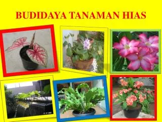 budidaya tanaman hias