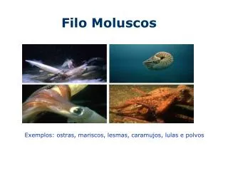 filo moluscos