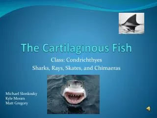 The Cartilaginous Fish