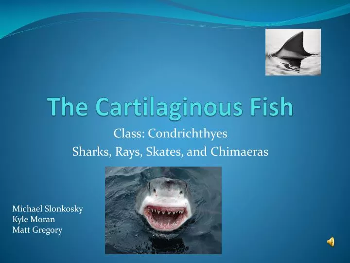 the cartilaginous fish