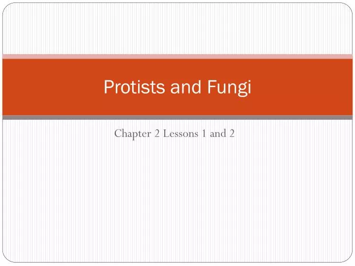 protists and fungi