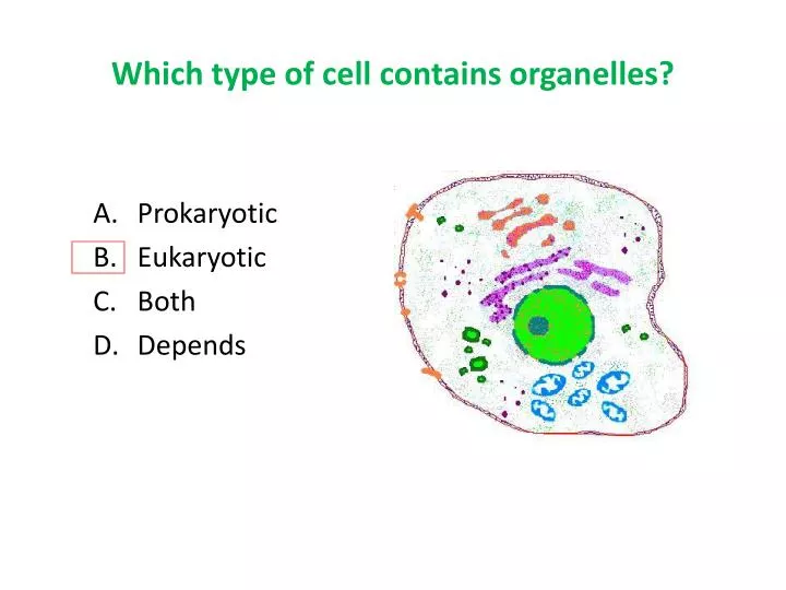 which type of cell contains organelles
