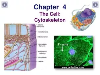 Chapter 4 The Cell: Cytoskeleton