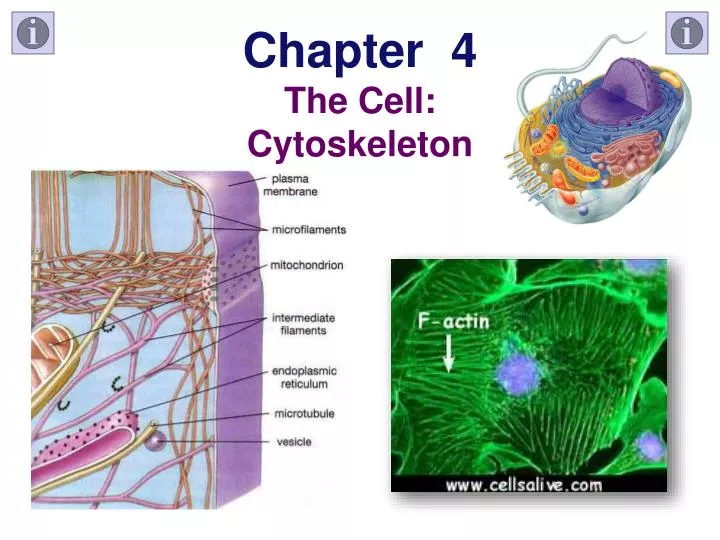chapter 4 the cell cytoskeleton