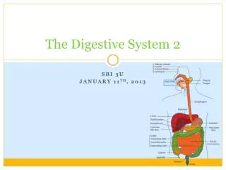The Digestive System 2