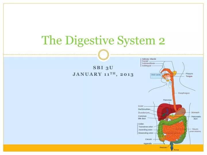 the digestive system 2