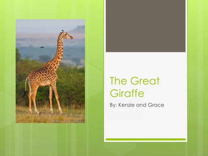 the great giraffe