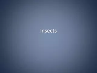 insects