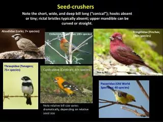 Seed-crushers