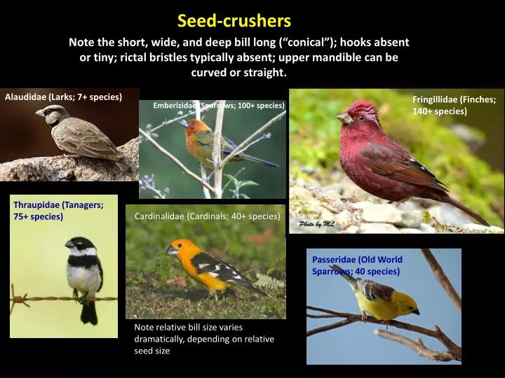 seed crushers