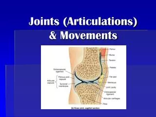 Joints (Articulations) &amp; Movements
