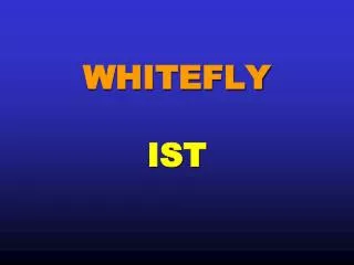 WHITEFLY IST