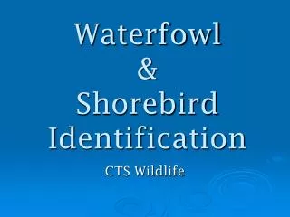 Waterfowl &amp; Shorebird Identification