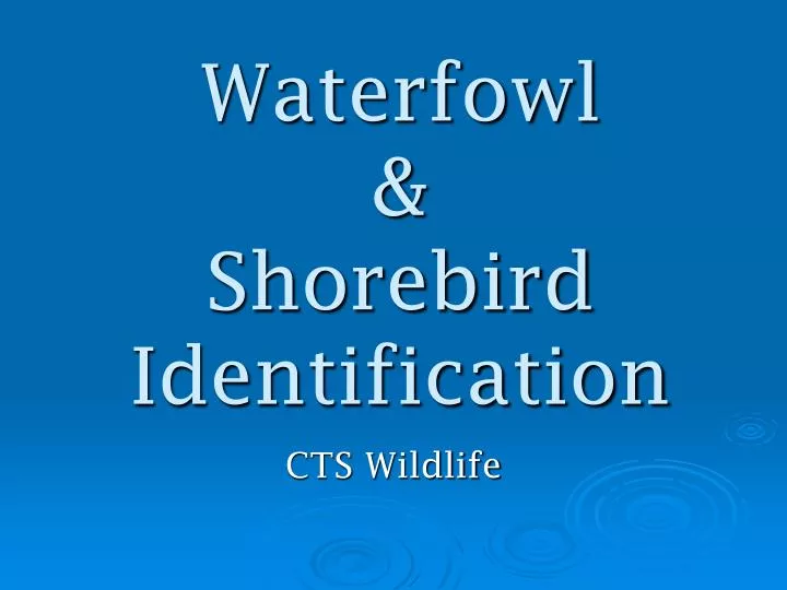 waterfowl shorebird identification