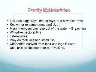 Family Myliobatidae