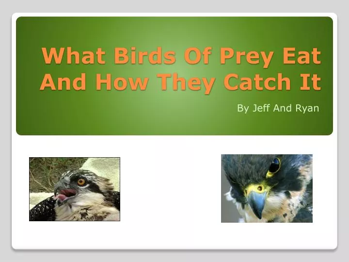 what birds of prey eat and how they catch it