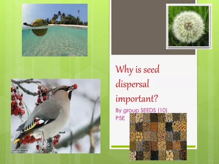 why is seed dispersal important