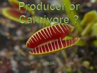 Producer or Carnivore ?