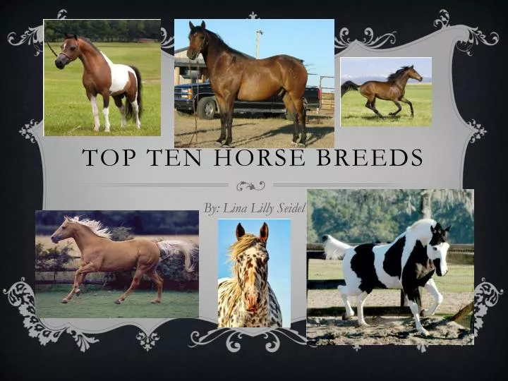 top ten horse breeds