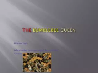 The Bumblebee Q ueen