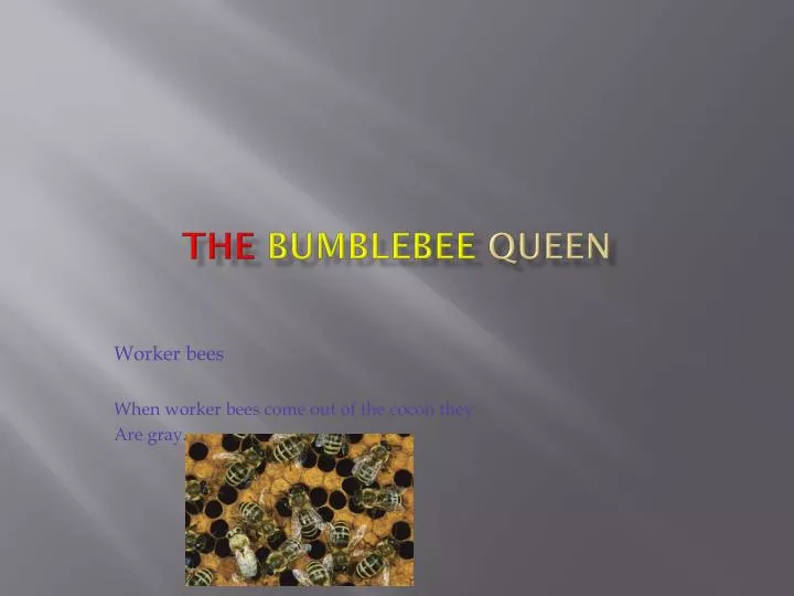 the bumblebee q ueen