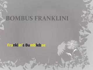 BOMBUS FRANKLINI