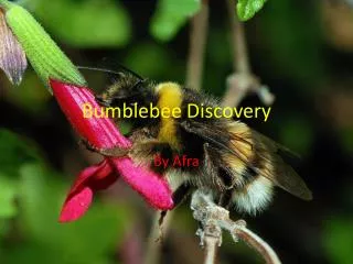 Bumblebee Discovery