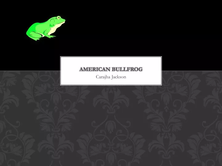american bullfrog