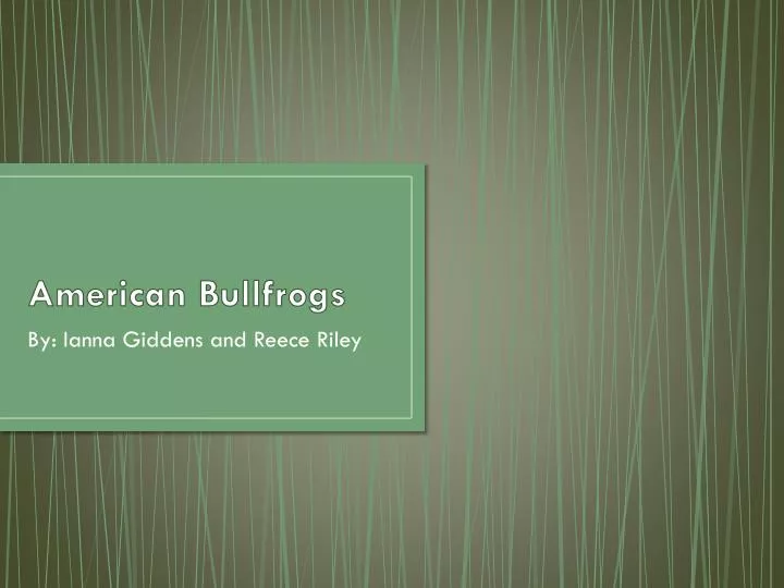 american bullfrogs