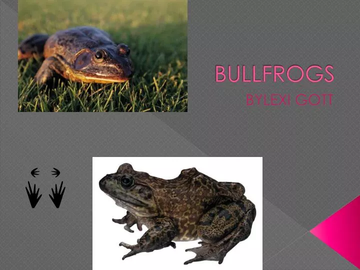 bullfrogs
