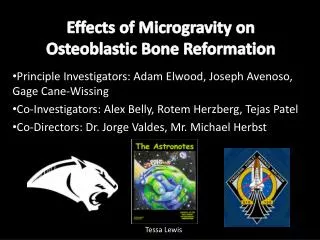 Effects of Microgravity on Osteoblastic Bone Reformation