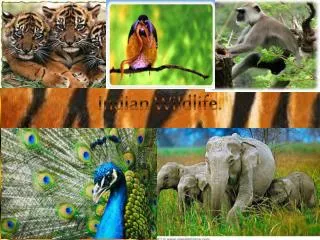 Indian Wildlife.