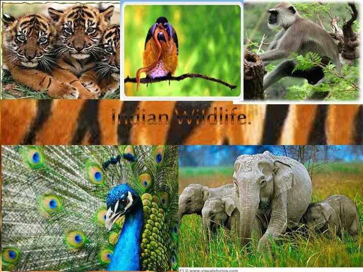 indian wildlife
