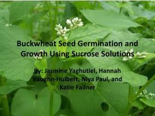 Buckwheat S eed Germination and Growth Using Sucrose Solutions