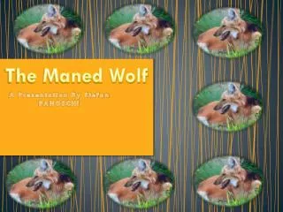 The Maned Wolf