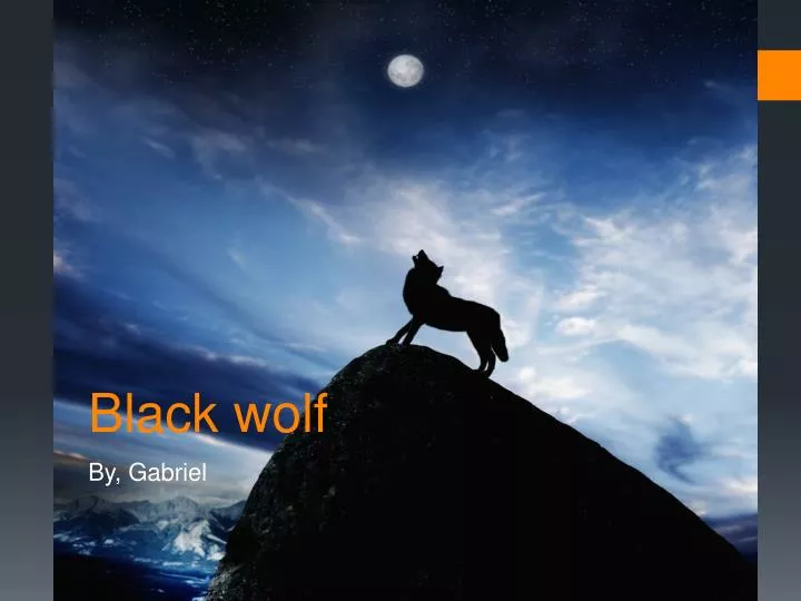 black wolf