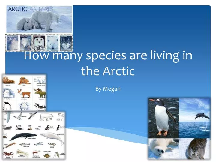 how many species are living in the arctic