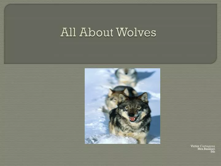 all about wolves
