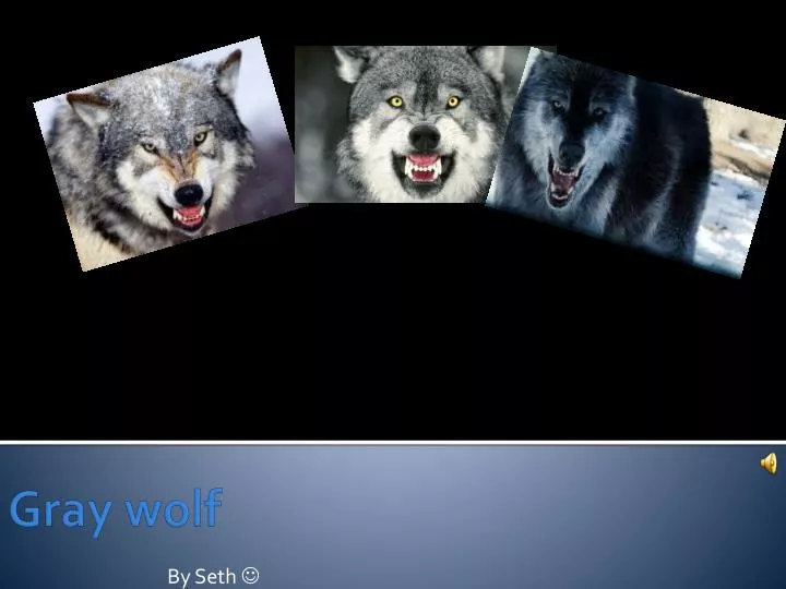 PPT - Gray wolf PowerPoint Presentation, free download - ID:2307171