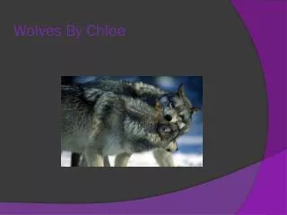 Wolfs By Chloie Wolves By Chloe